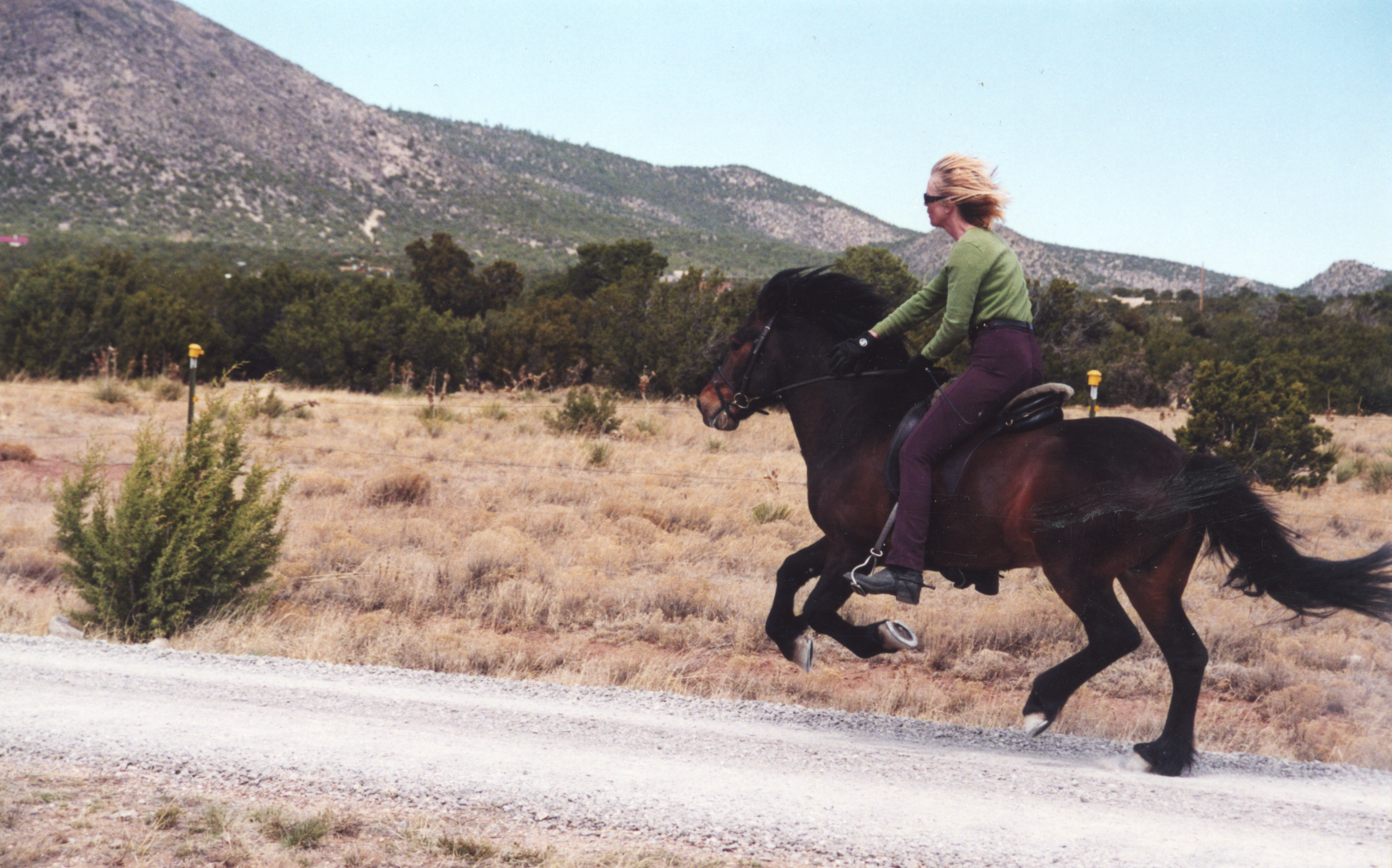 Ulla Hudson introduced the Icelandic horse to New Mexico and has continued to train, breed and import Icelandics for over three decades.